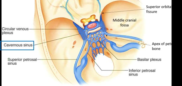 Cavernous sinus anatomy and related cranial nerve structures near the nasopharynx