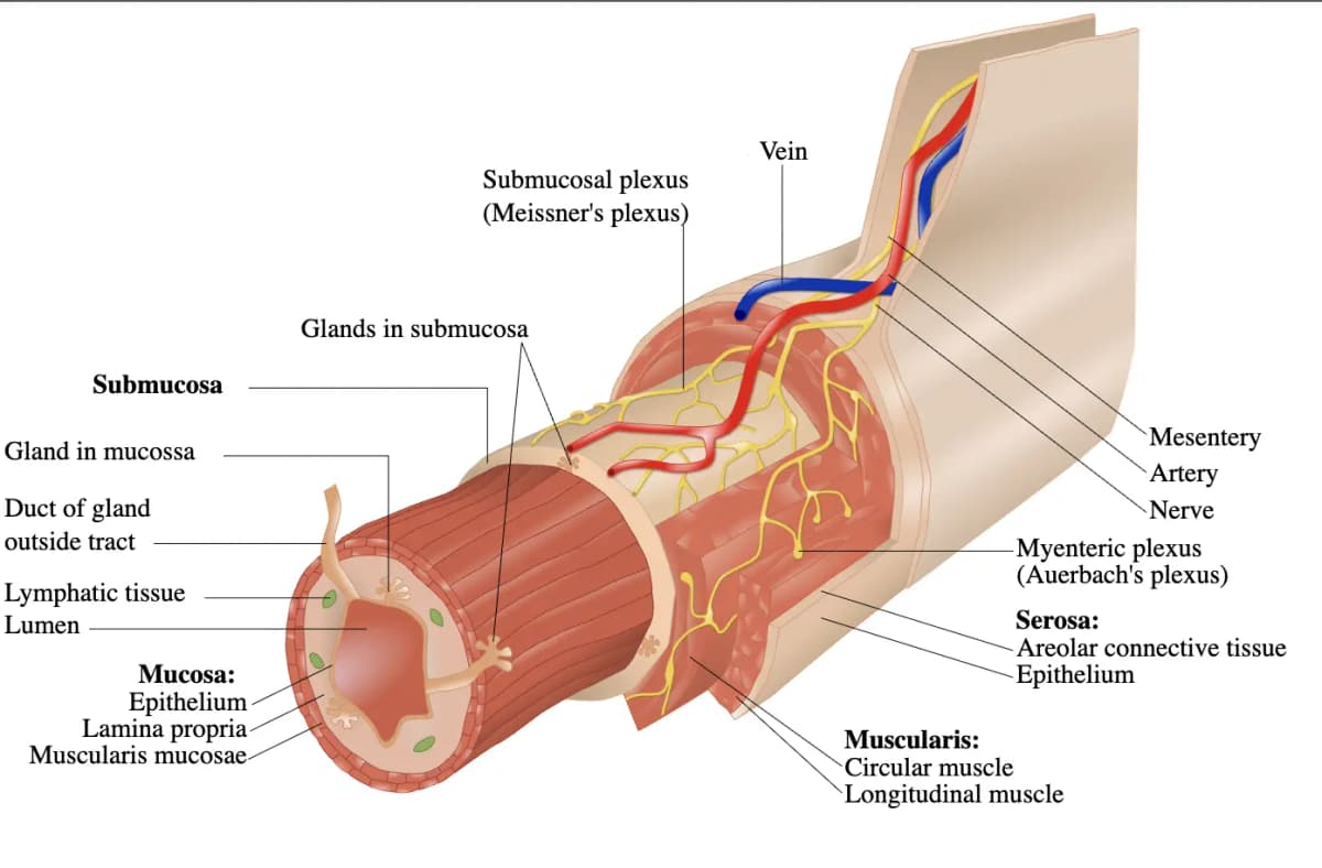 Cross-sectional anatomy of the colon wall showing mucosa, submucosa, muscular layers, and serosa