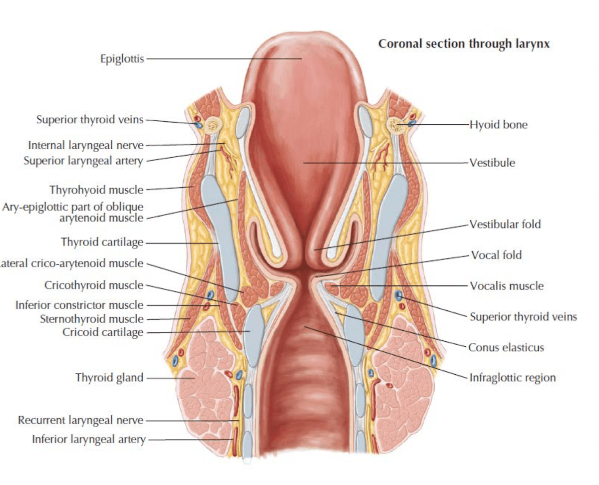 Coronal section of the larynx showing internal compartments and landmarks