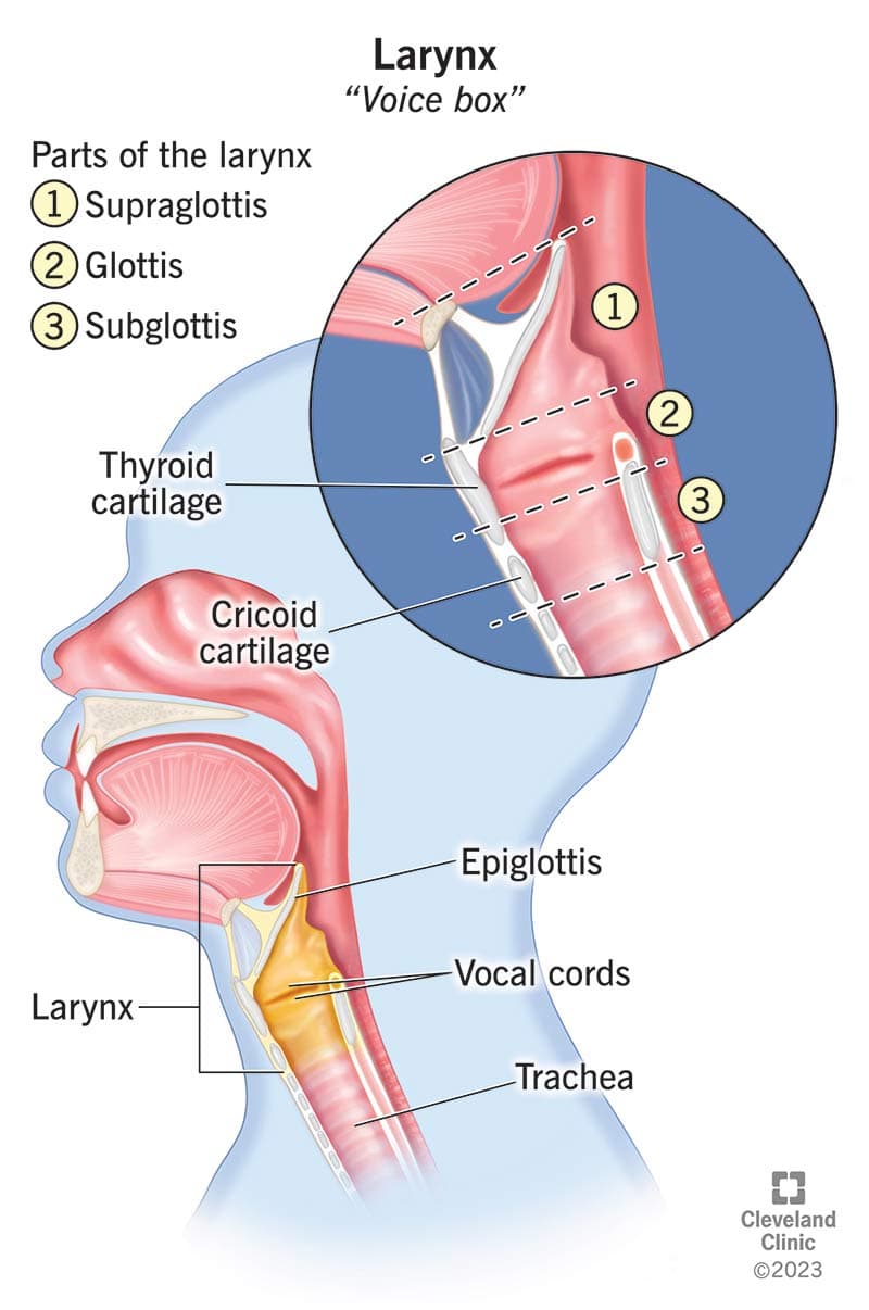 Larynx anatomy showing supraglottic, glottic, and subglottic regions