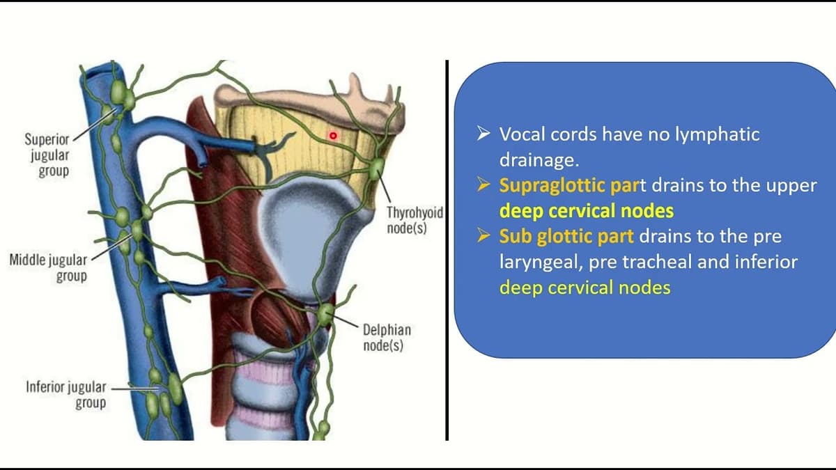 Lymphatic drainage pathways of the larynx
