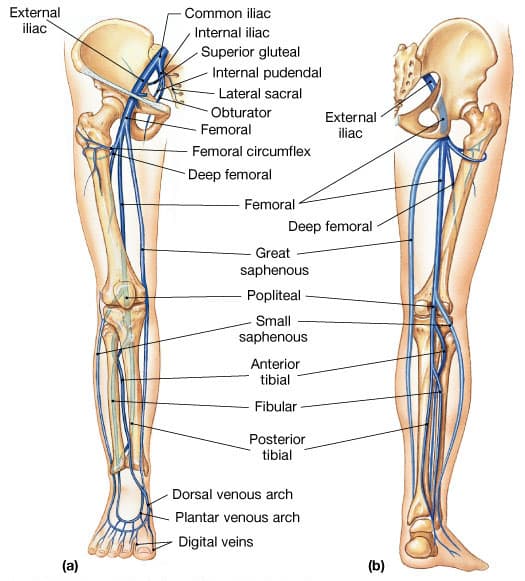 Anterior/medial and posterior/lateral views of the lower limb venous system showing superficial veins (great and small saphenous), deep veins (femoral, popliteal, tibial), and pelvic veins (iliac)