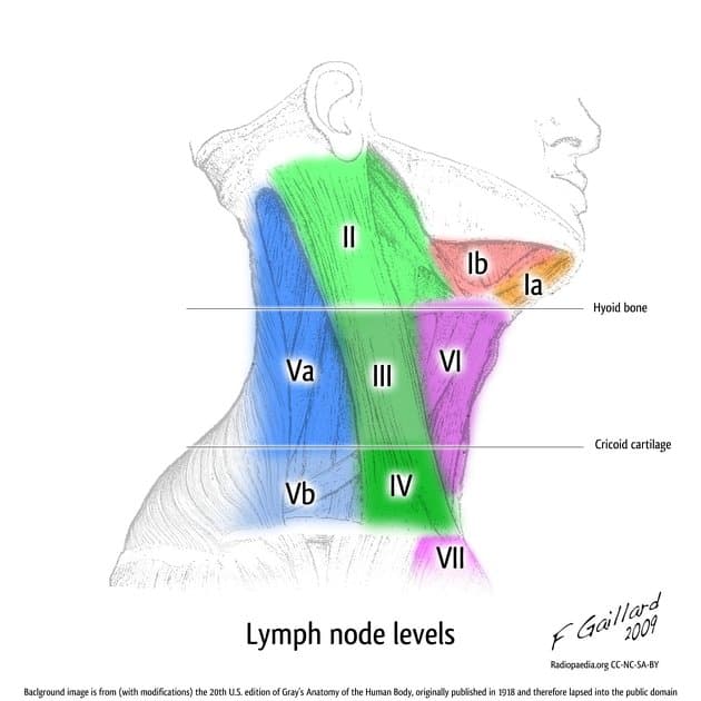Cervical lymph node levels used in head and neck cancer staging
