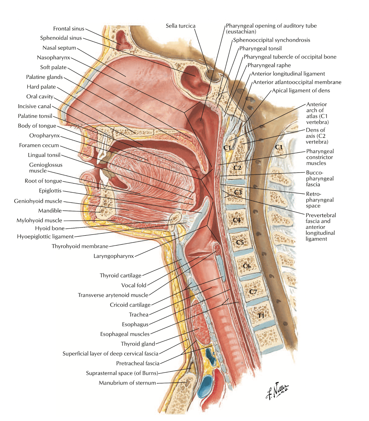 Nasopharynx anatomy and key adjacent landmarks relevant to nasopharyngeal carcinoma