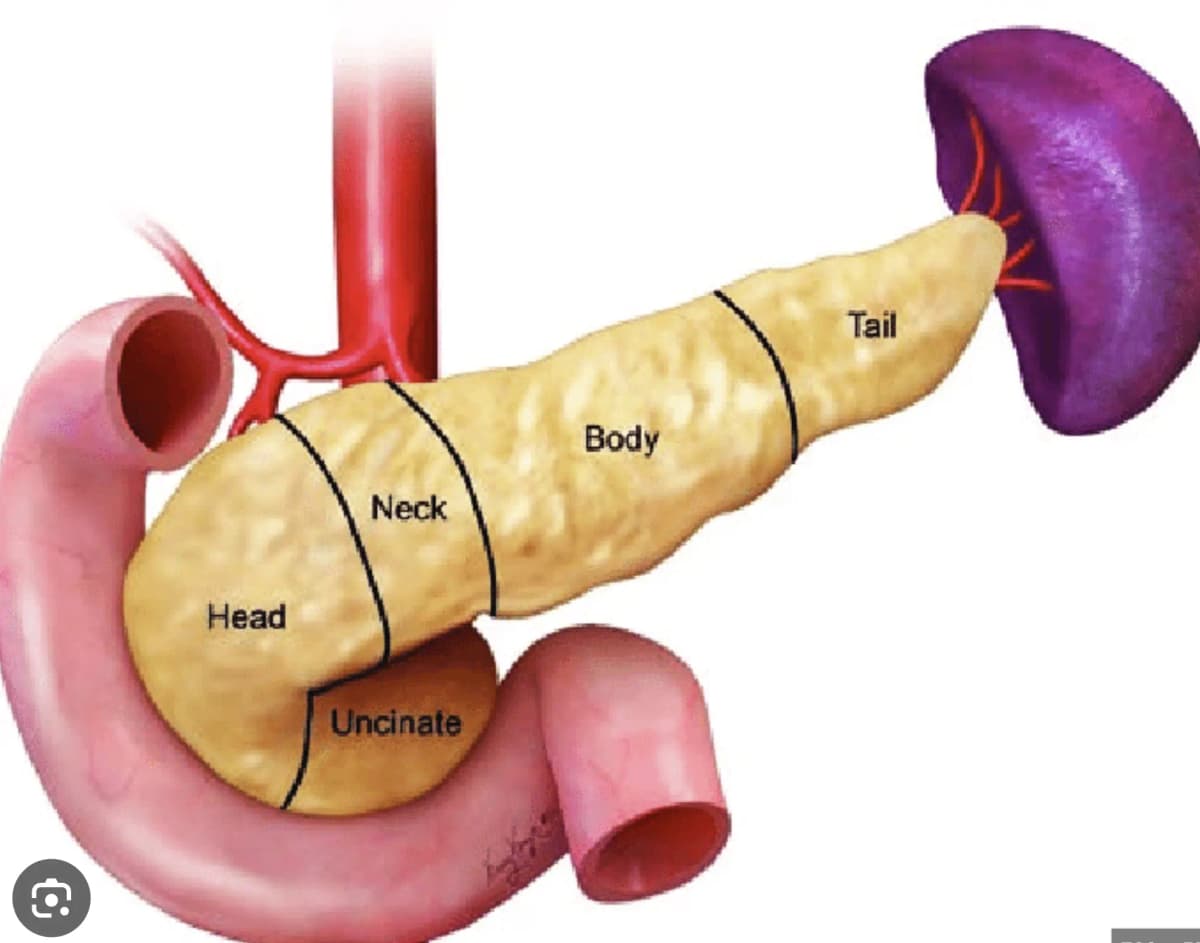 Pancreatic anatomy showing the head, uncinate process, neck, body, tail, and their relations to adjacent structures