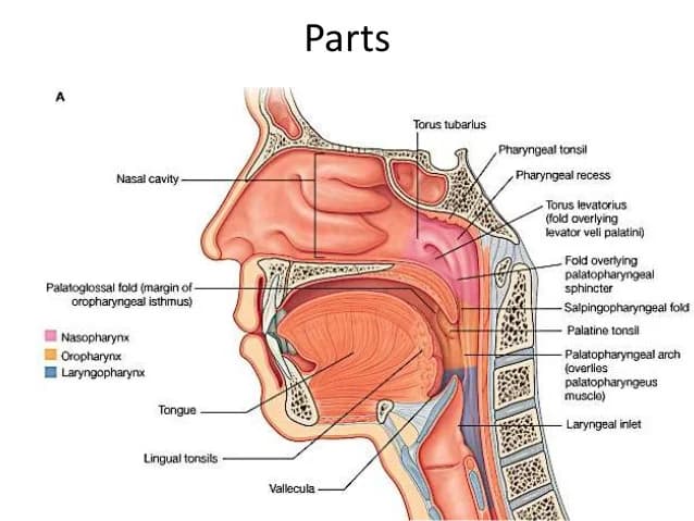 Pharyngeal recess (fossa of Rosenmuller) anatomy in the nasopharynx