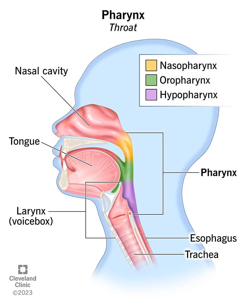 Anatomy of the pharynx including nasopharynx, oropharynx, and hypopharynx