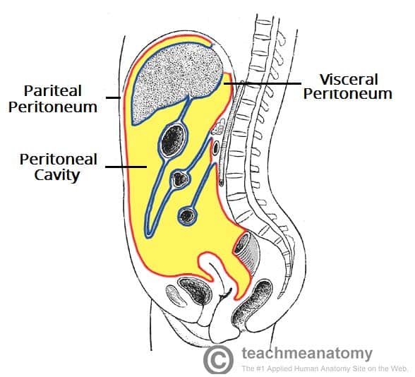 Sagittal view of the peritoneal cavity showing parietal peritoneum, visceral peritoneum, and peritoneal cavity
